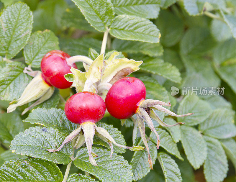 Rugosa Rose (Rugosa Rosa)臀部